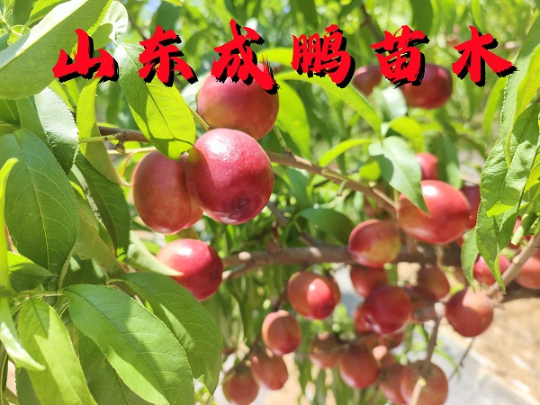 迷你小油桃1號(hào)