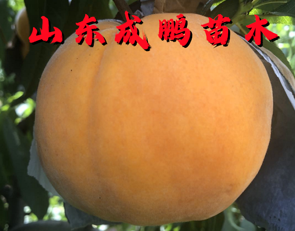 黃金蜜8號(hào)