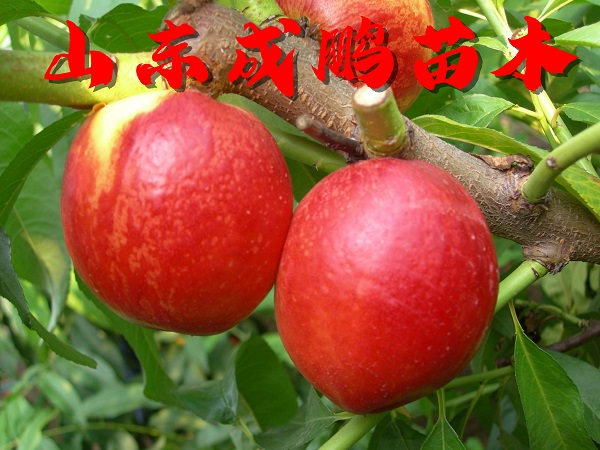 中油27號(hào)油桃